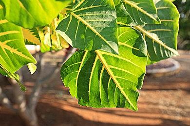 索尼互娱Steam支持应用《PSVR2 App》发布